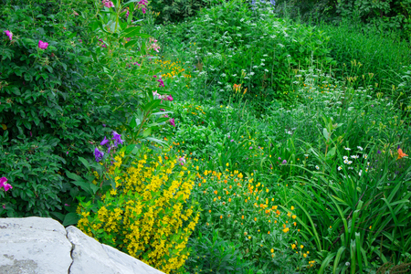 Lush garden の写真素材