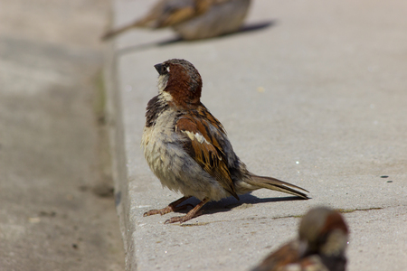 Sparrow basking in the sunの写真素材