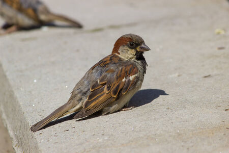 Sparrow basking in the sunの写真素材