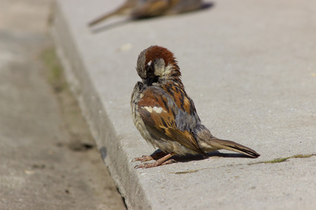 Sparrow basking in the sunの写真素材