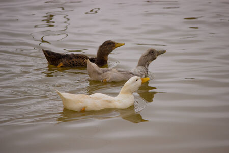 Ducks and waterの写真素材
