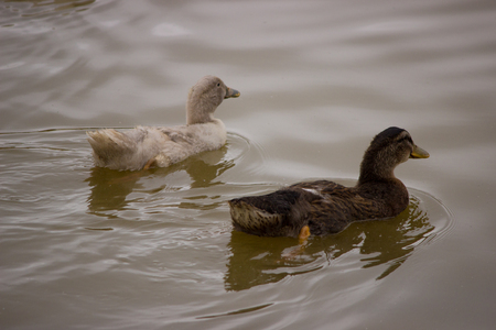 Ducks and waterの写真素材