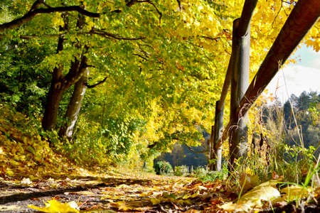 Beautifully colored autumn trees. Trail near the water.