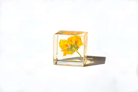 Yellow flower in epoxy resin cube.の写真素材