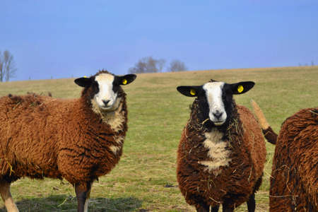 Curious Brown Sheeps with Black and White Heads.