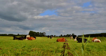 Beautiful spotted cows resting on meadows, gray clouds, blue sky. Groningen, The Netherlands.のeditorial素材