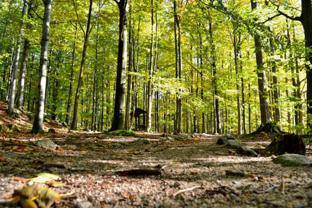 Beautiful sunny autumn day in Jizera Mountains, Czech Republic, Protected landscape area.