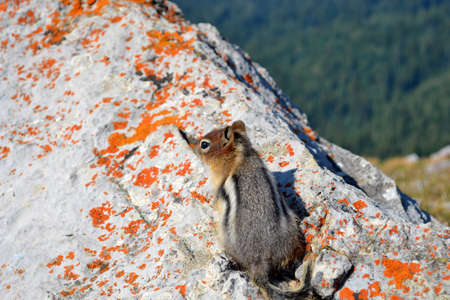 Cute little chipmunk sitting on stone covered with orange lichen and peeks curiously. Beautiful sunny day, forest in  background.の写真素材