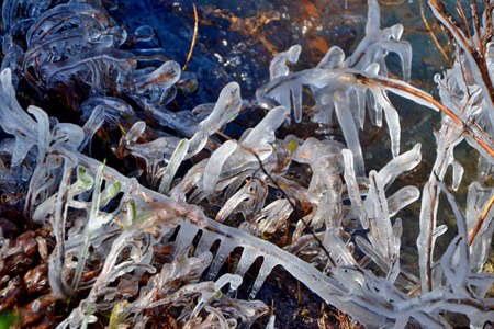 Grass covered with ice grows on the river bank. Freezing sunny day. Canada.