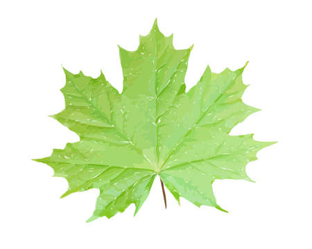 Green maple leaf isolated on white background Vector illustration.のイラスト素材