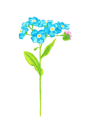 Forget me not flower isolated on white background. Blue and pink bloom. Illustration.のイラスト素材
