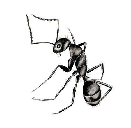 Hand drawn watercolor colorful illustration of black ant isolated on white background.のイラスト素材