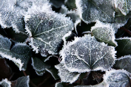 frosted ivy leaves.の写真素材