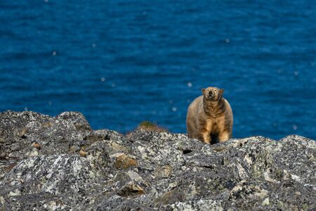 Resting polar bear on blue background.の写真素材