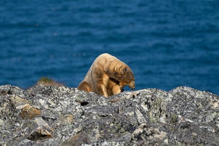 Resting polar bear on blue background.の写真素材