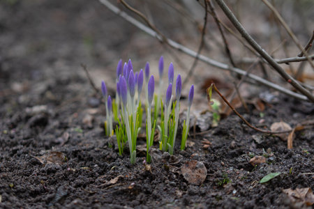 First spring flowers crocus growing up rom fresh groundの写真素材
