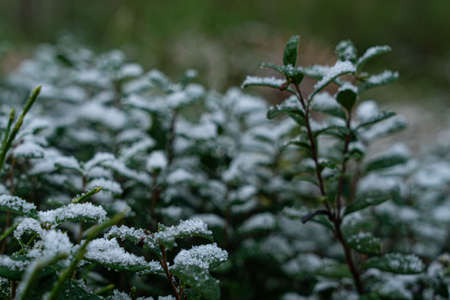First snow on green leaves. High quality photo. Macro