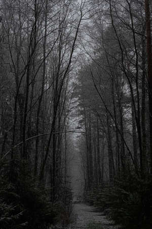 A sign in front of a forest. High quality photo. Dark mystical forest and fogの写真素材