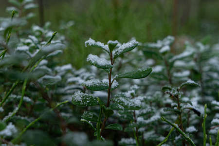 First snow on green leaves. High quality photo. Macroの写真素材