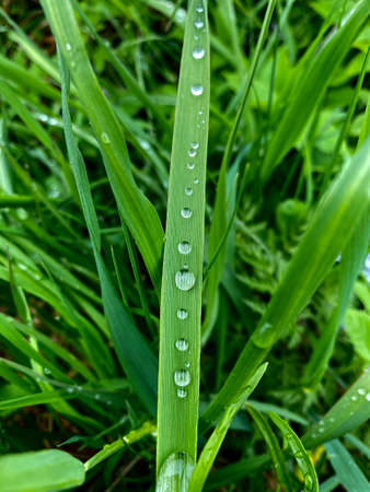 Clear drops of fresh morning dew on green grass. Gives an impression of spring or summer, green background.の写真素材