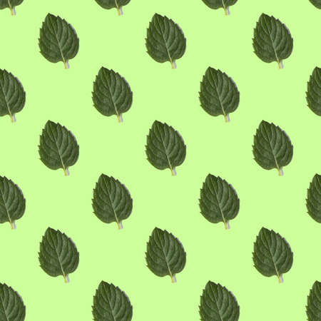 Dark green mint leaves are lying on a light green table