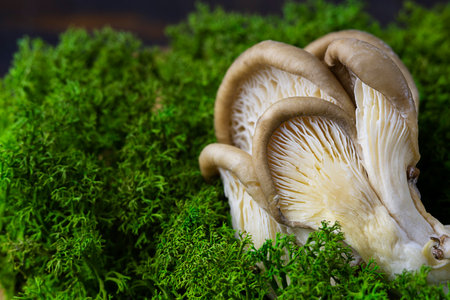 Oyster mushrooms on green moss. macro mushrooms. macro photography of mushrooms. Oyster mushrooms on...