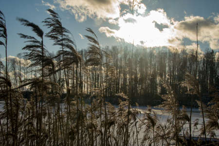 spikelets by the lake in the sunの写真素材