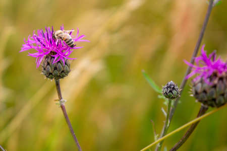 honey bee on a cornflower