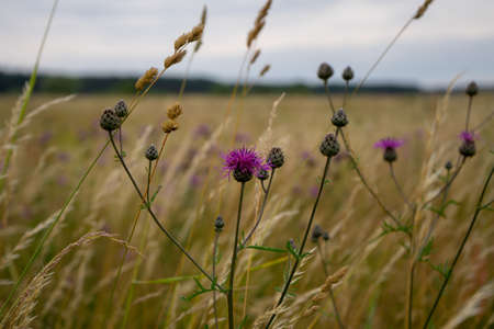 Blooming cornflowers and buds in the fieldの写真素材