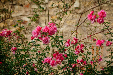 Pink rose flowers on beautiful rose bush in the garden against a stone wall in summertimeの写真素材