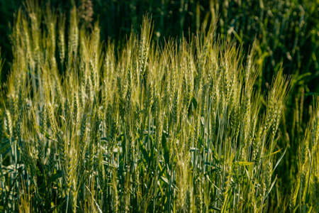 Wheat spike and green grass field pictures in spring, during golden hour in the countryside