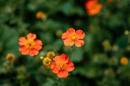 Selective focus of bright Geum flower, five petals, dwarf orange avens blooming in springtimeの写真素材
