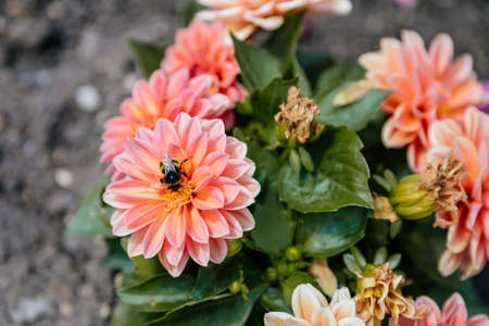 Bumblebee on orange blooming dahlia flowers in the garden, closeupの写真素材