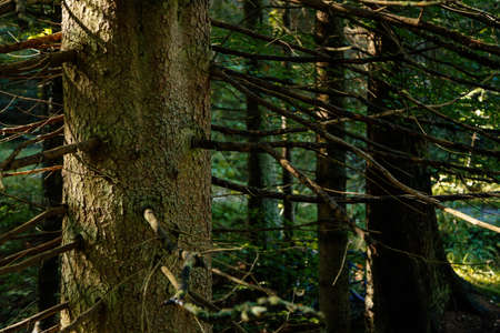 Trunk and branches of a coniferous tree. Sumava national park, Nova Pec, Czech Republic, September...