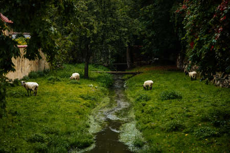 Sheep graze around stream on the green grass. Wooden bridge. Rainy day.の写真素材