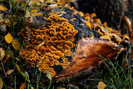 Yellow hairy curtain crust fungus settled on the old stump in Autumn, Stereum sp., Stereaceae in habitat. Close-up photograph of Stereum hirsutum found on cut cross-section of Pine log.の写真素材