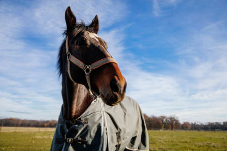 Brown adult horse covered with horse blanket, standing in the meadow. Beautiful horse on the field in farm. Portrait of bay horse in horse-coverの写真素材