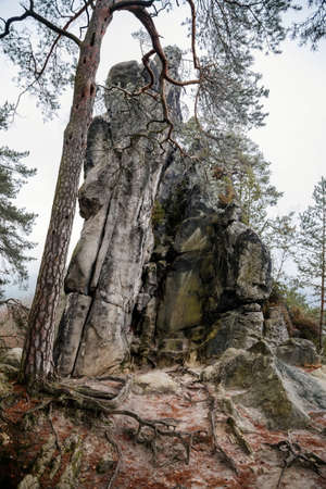 Hiking Golden Trail of Bohemian Paradise near Vranov castle and Pantheon, sandstone landscape autumn day, Pine tree on the top of rock formation, Mala Skala, Czech Republic, November 21, 2020の写真素材