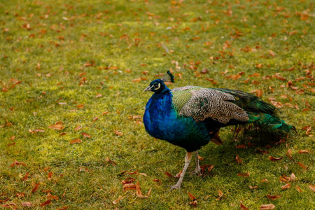 Closeup portrait of peacock walking in romantic French style park, green grass and yellow leaves, garden near Castle Libochovice in winter day, Bohemia, Czech Republic, December 19, 2020の写真素材