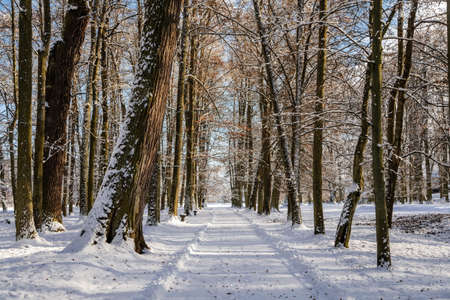 Snow-covered castle alley with tall trees and snowdrifts, the road to the castle, Historic Romantic...