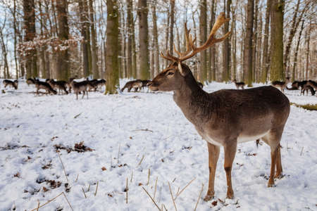 Wild amazing fallow deer standing in its natural enclosure in the garden of medieval Castle Blatna, forest in winter sunny day, A lone deer is looking for food. Czech Republic, January 09, 2021の写真素材