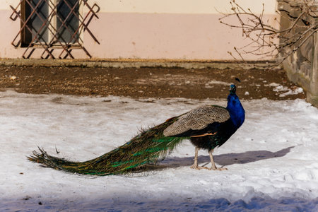 Closeup portrait of peacock with feathers walking in snow at Vojanovy sady, park Vojan Gardens, Pavo...
