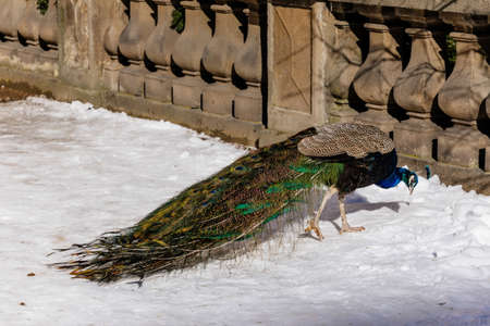 Closeup portrait of peacock with feathers walking in snow at Vojanovy sady, park Vojan Gardens, Pavo Linnaeus bird with beautiful tail, sunny winter day, Prague, Czech Republic, February 14, 2021の写真素材
