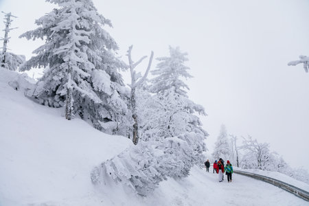 Beautiful scenic snowy landscape, White spruce and pine trees under snow, forest nature background, Frosty foggy winter day at Jested mountain, Liberec District, Czech Republic, February 13, 2021のeditorial素材