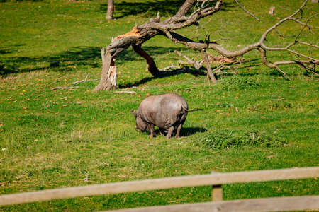 Small farm under castle Tocnik, autumn landscape, sunny day, big black haired pig graze on lawn...