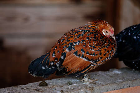 Beautiful domestic red hen and black sitting on a blurred background of a wall of wooden logs,...