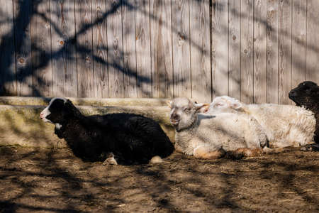 Four black and white sheeps on straw at the farm, background of a wall of wooden logs, wooden shelter, old barn in village, light coat, big eyes, Inquisitive cute sheep looking away, young lambの写真素材
