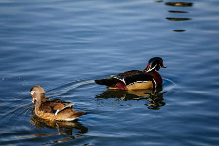Elegant colorful bright (blue, orange, white, red, black and brown) mandarin male duck swimming in a...