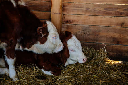 Close up portrait of two young small alpine brown white spotted milk healthy cows on straw at the...