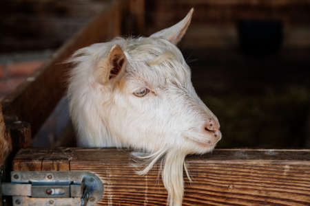 Close up portrait of a white hornless goat on straw at the farm, background of a wall of wooden...